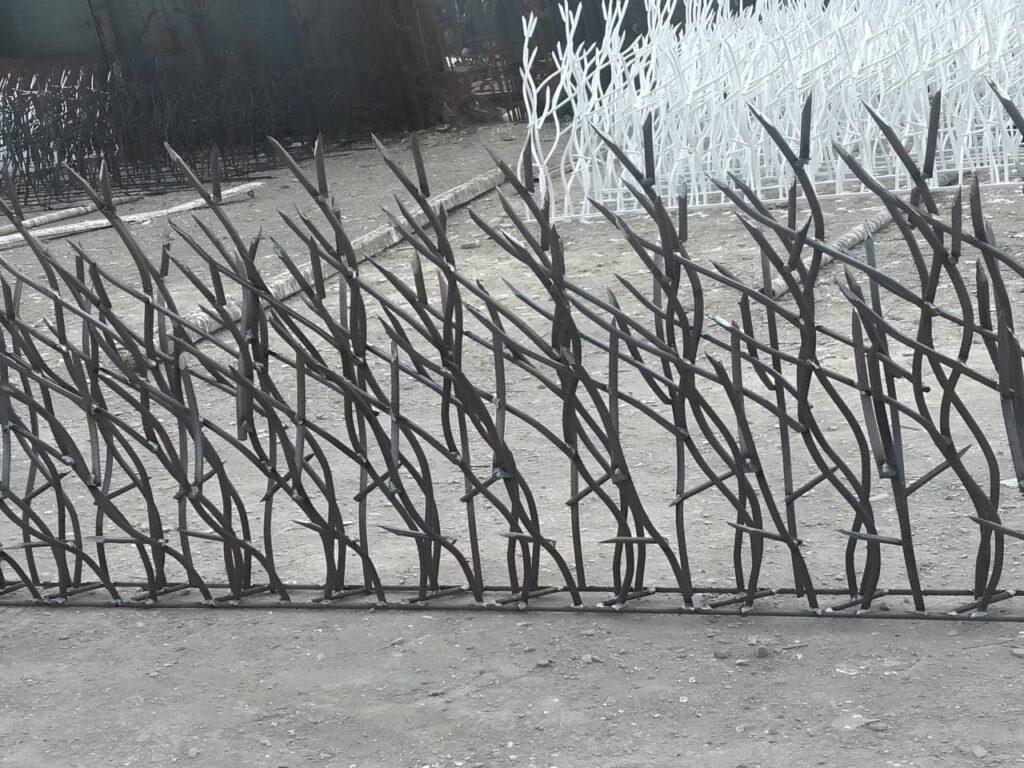 حفاظ شاخ گوزنی در اشکنان