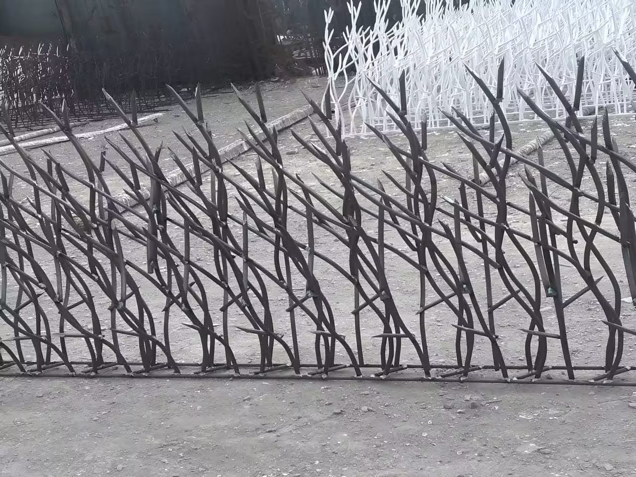 حفاظ شاخ گوزنی در اشکنان