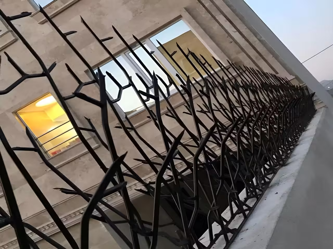 حفاظ شاخ گوزنی در بهاباد