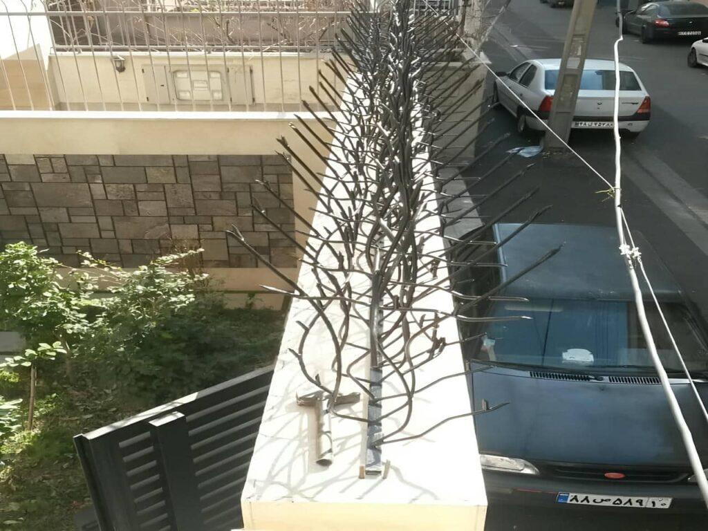 ویژگی های حفاظ شاخ گوزنی در یزد