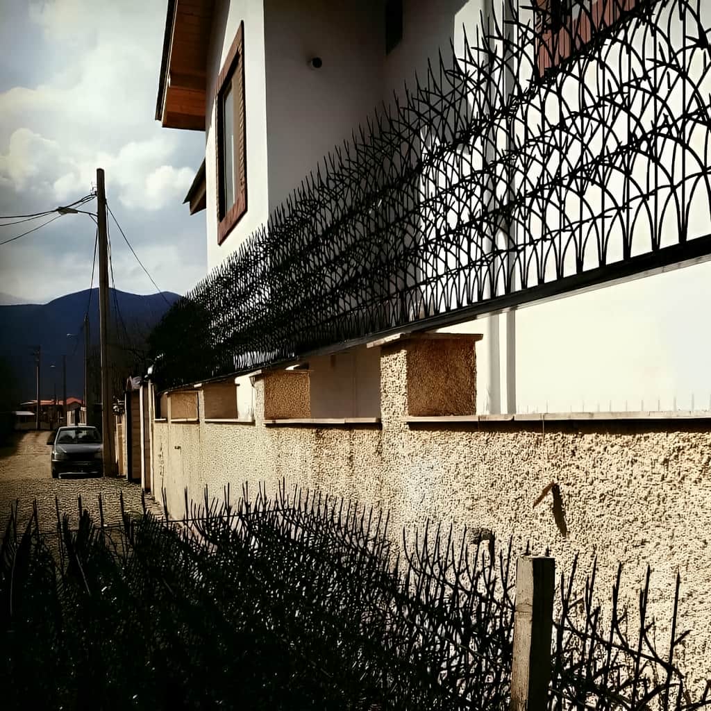 نمای نزدیک شاخه&zwnj;های حفاظ اف آبشاری پرتراکم در یزد