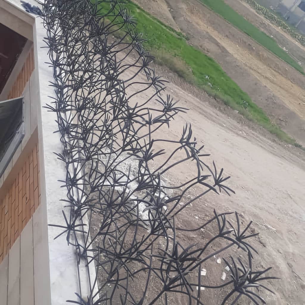 شاخه&zwnj;های درهم حفاظ نخل مرداب با رنگ قهوه&zwnj;ای سوخته در یزد