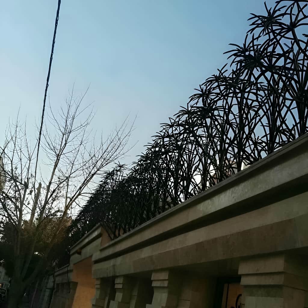 نمای نزدیک حفاظ نخل مرداب با طراحی خاص در شهر یزد