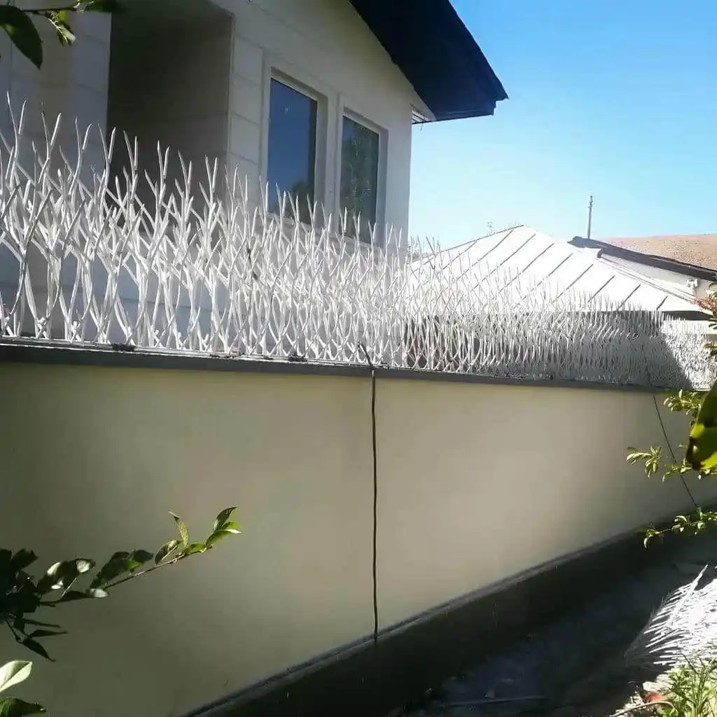 رنگ حفاظ شاخ گوزنی در یزد