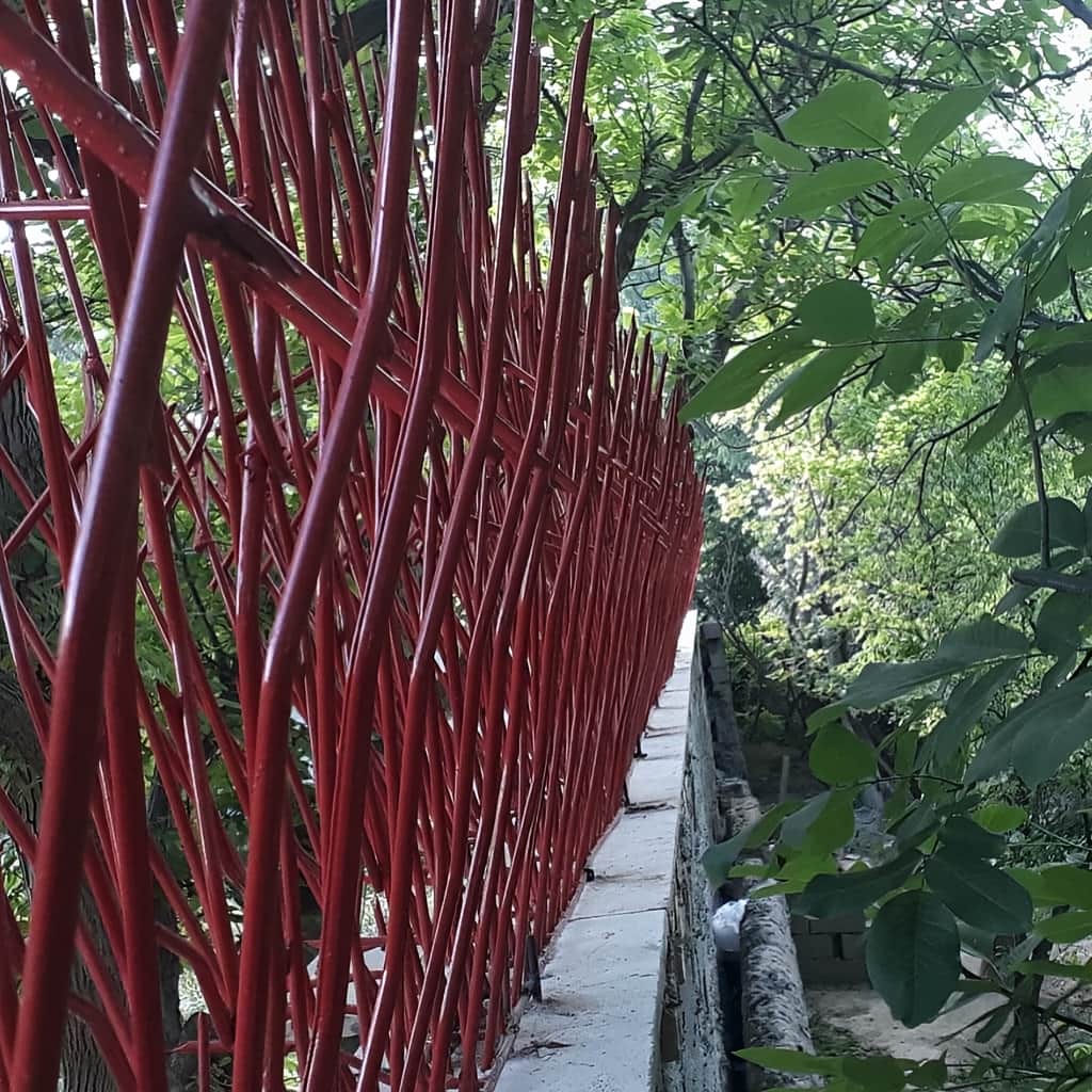 خرید حفاظ بوته ای دیوار پرتراکم برای دیوار خانه در یزد
